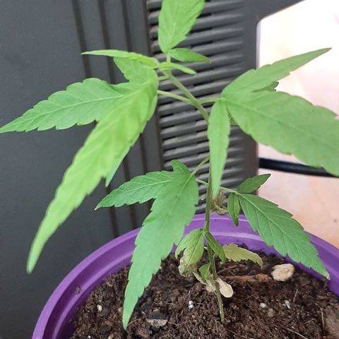 Chalupa - Alvaro  growlog photo: El miércoles 1 de marzo, la planta obtuvo un crecimiento predominante. 