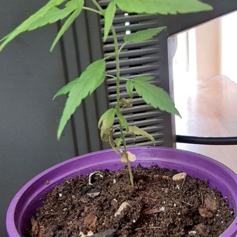 Chalupa - Alvaro  growlog photo: El miércoles 1 de marzo, la planta obtuvo un crecimiento predominante. 