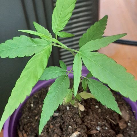 Chalupa - Alvaro  growlog photo: El miércoles 1 de marzo, la planta obtuvo un crecimiento predominante. 