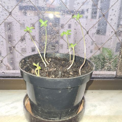 Vira Lata growlog photo: Terceiro dia, ainda me paresse promissor.