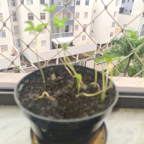 Vira Lata growlog photo: Todas ja viraram plantinhas.