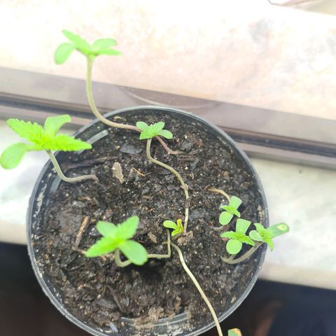 Vira Lata growlog photo: Todas ja viraram plantinhas.