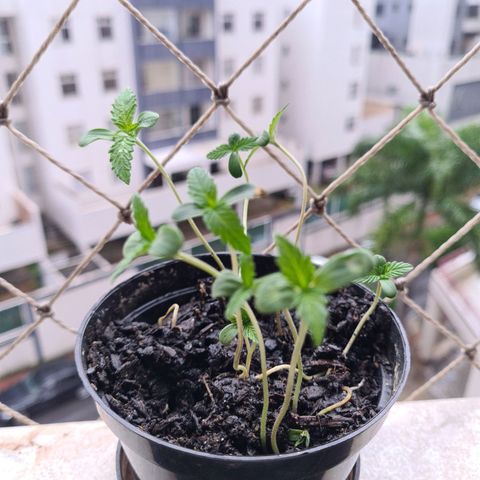 Vira Lata growlog photo: Evoluindo super bem em todas as mudas.