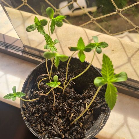 Vira Lata growlog photo: Tudo indo pro caminho mais verde.