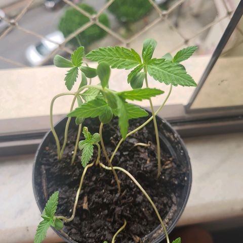 Vira Lata growlog photo: Alguns brotos precisam de assistencia.