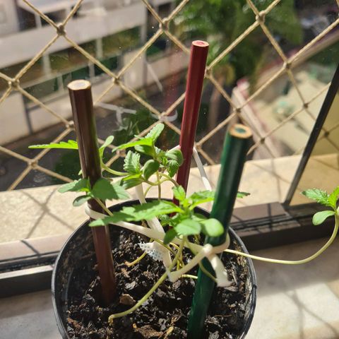 Vira Lata growlog photo: Tentando guiá-las ao topo