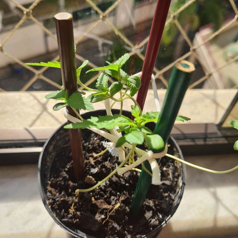 Vira Lata growlog photo: Tentando guiá-las ao topo