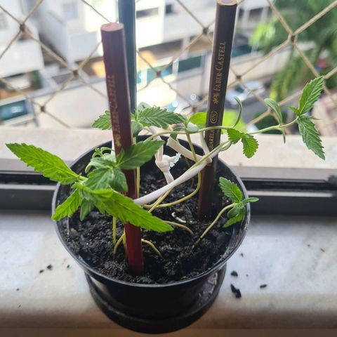 Vira Lata growlog photo: Deixei a porra do vaso cair