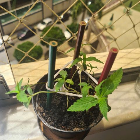 Vira Lata growlog timeline photo
