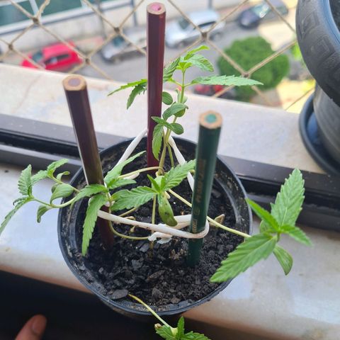 Vira Lata growlog photo: Crescendo por si