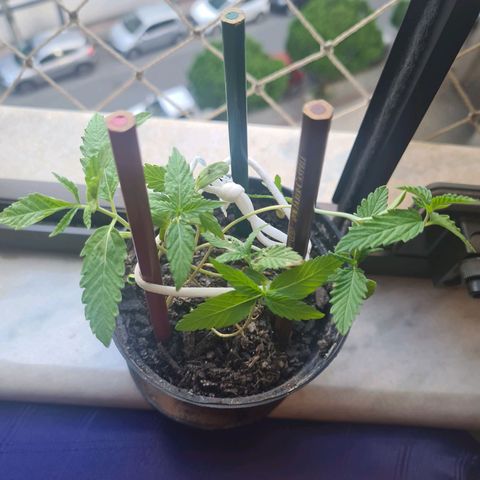 Vira Lata growlog photo: Ainda nascendo brotos.