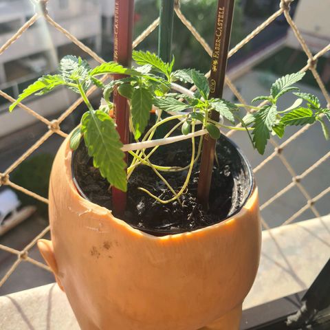 Vira Lata growlog timeline photo