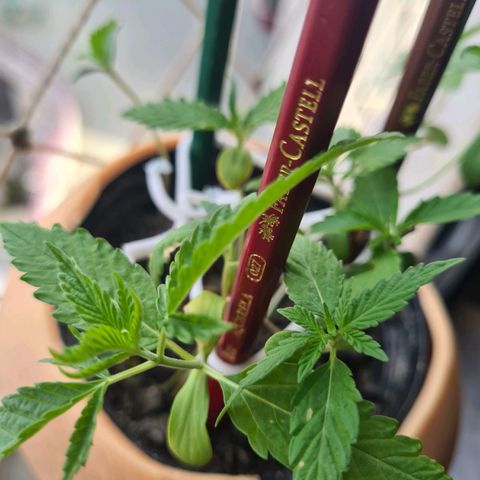 Vira Lata growlog timeline photo