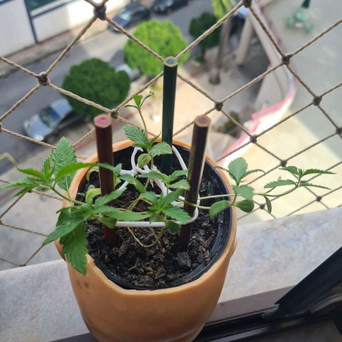 Vira Lata growlog timeline photo