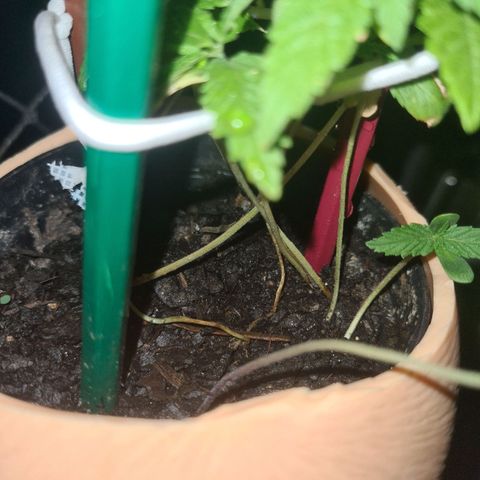 Vira Lata growlog timeline photo