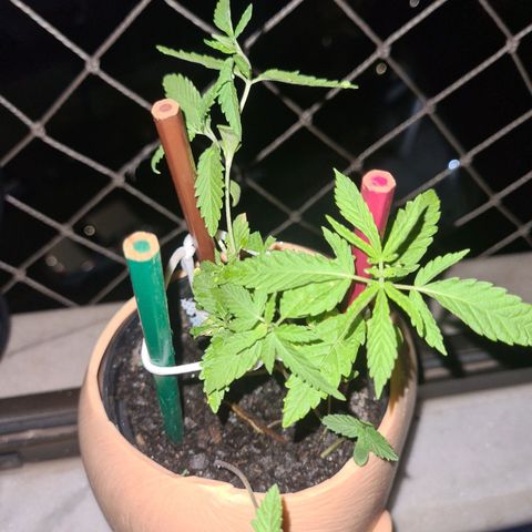 Vira Lata growlog timeline photo