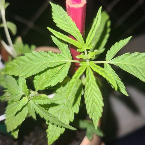 Vira Lata growlog timeline photo
