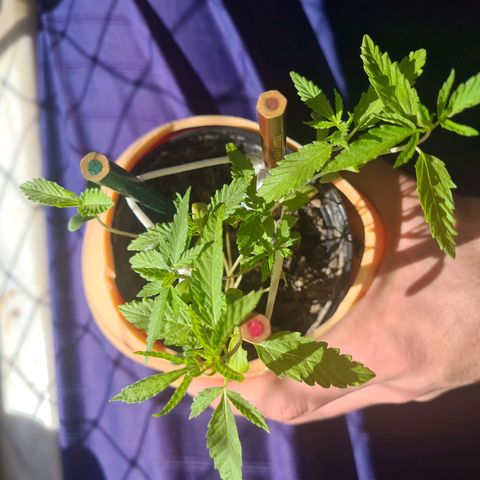 Vira Lata growlog timeline photo