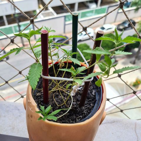 Vira Lata growlog timeline photo