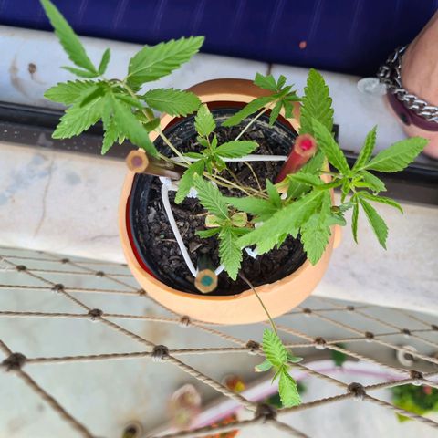 Vira Lata growlog timeline photo