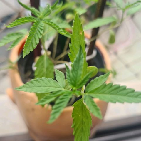 Vira Lata growlog timeline photo