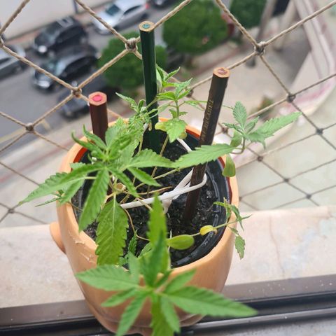 Vira Lata growlog timeline photo