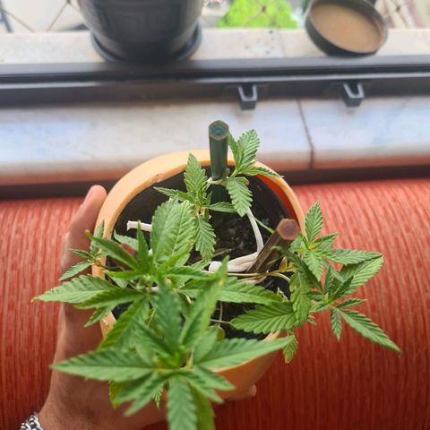 Vira Lata growlog photo: Nao precisei de encostar o nariz pra sentir o cheiro hoje 