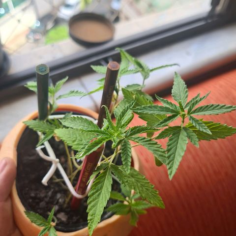 Vira Lata growlog photo: Nao precisei de encostar o nariz pra sentir o cheiro hoje 