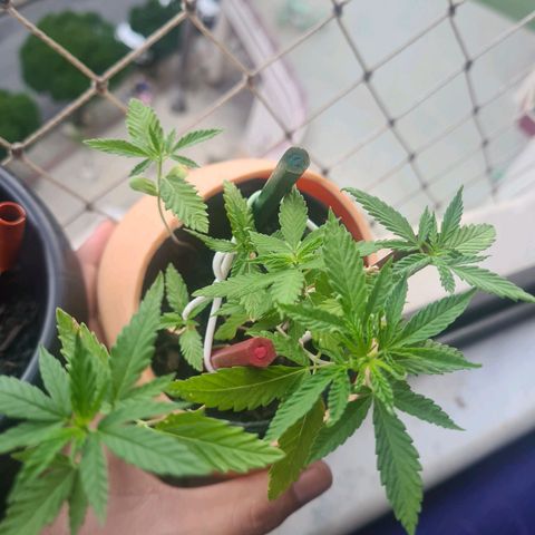 Vira Lata growlog timeline photo