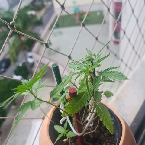 Vira Lata growlog timeline photo