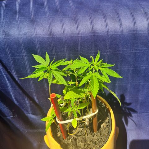 Vira Lata growlog timeline photo