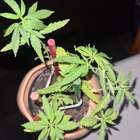 Vira Lata growlog timeline photo