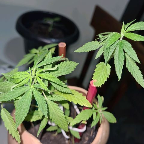 Vira Lata growlog timeline photo