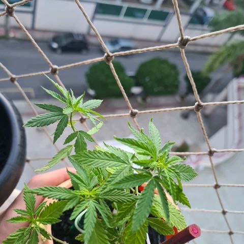 Vira Lata growlog timeline photo
