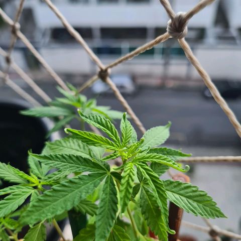 Vira Lata growlog timeline photo