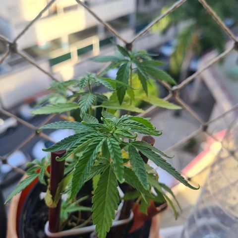 Vira Lata growlog timeline photo