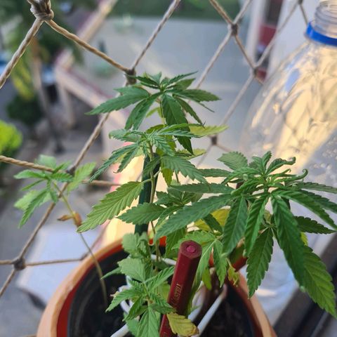 Vira Lata growlog timeline photo