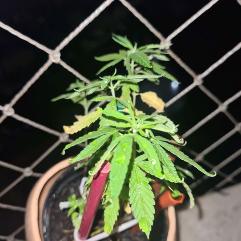 Vira Lata growlog timeline photo