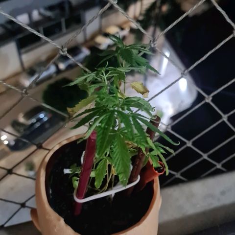 Vira Lata growlog timeline photo