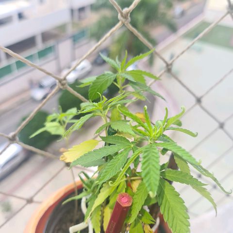 Vira Lata growlog timeline photo