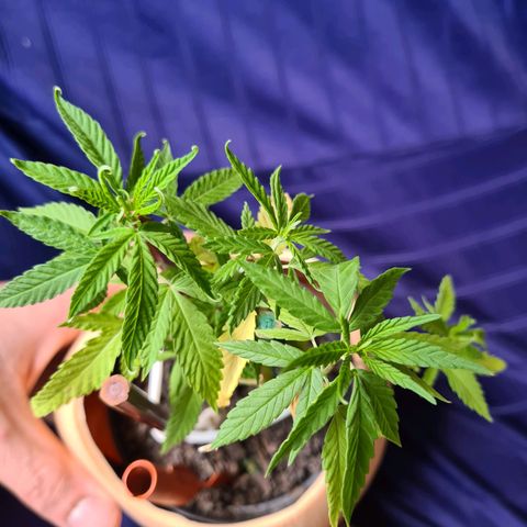 Vira Lata growlog timeline photo