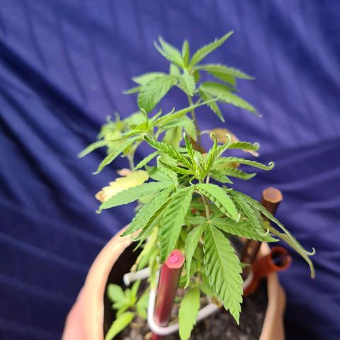 Vira Lata growlog timeline photo