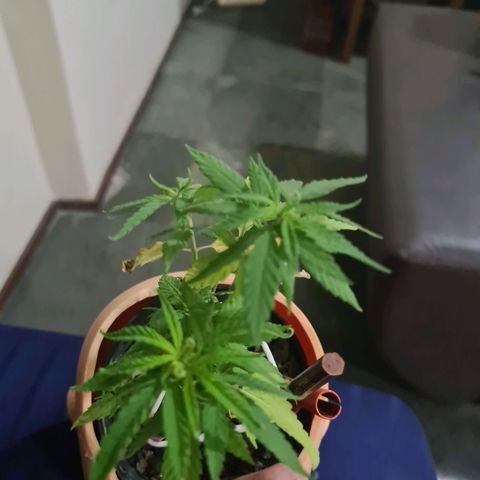 Vira Lata growlog timeline photo
