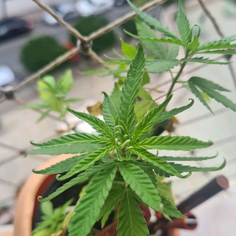Vira Lata growlog timeline photo