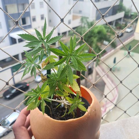 Vira Lata growlog timeline photo