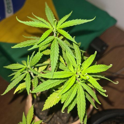 Vira Lata growlog timeline photo