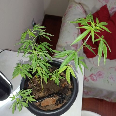 Vira Lata growlog timeline photo