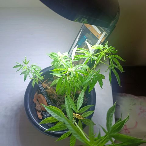 Vira Lata growlog timeline photo