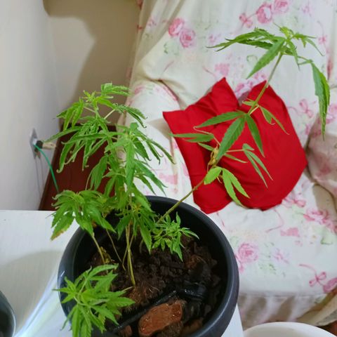 Vira Lata growlog timeline photo