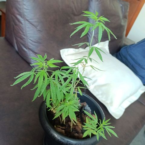 Vira Lata growlog timeline photo